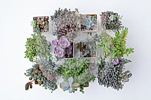 Set of succulent flowers. Sedum, crassula and echeveria plant, top view