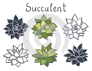 Set succulent plant in the desert collection