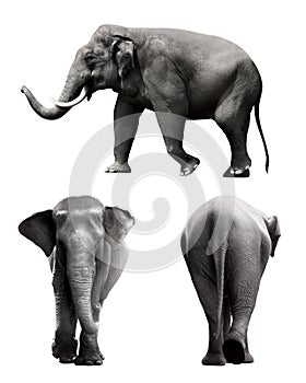 Set of sumatran elephant image