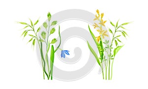 Set of summer blooming wildflowers and grass set. Beautiful bouquets of meadow flowers vector illustration