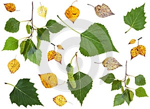 Set of summer green and autumn yellow birch leaves