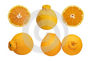 Set of Sumo mandarin citrus fruit, a hybrid between Kiyomi and ponkan, isolated on white background