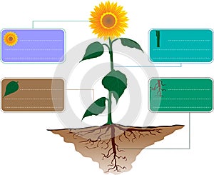 Set sun flower Ecology infographics vector