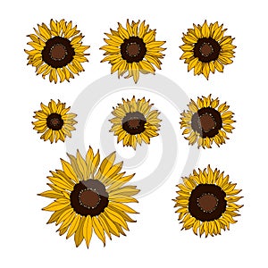 A set of sunflowers for design and patterns.