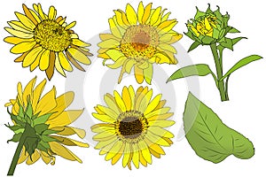 Set of sunflowers isolated on white background.