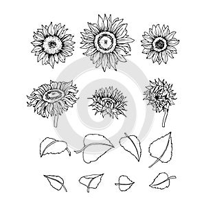 A set of sunflowers with leaves for design and patterns.