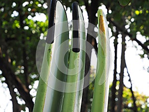 Set of surf boards in a stack