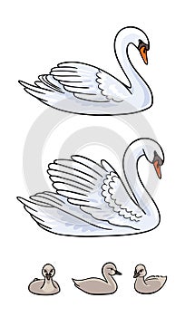Set of Swans - two udult and three baby birds - vector illustration