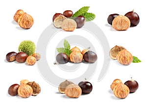 Set of sweet edible chestnuts with green leaves on white background