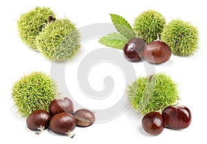 Set of sweet edible chestnuts on white background