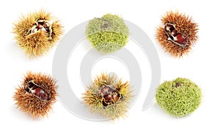 Set of sweet edible chestnuts on white background