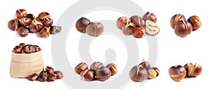 Set of sweet roasted edible chestnuts isolated on white. Banner design