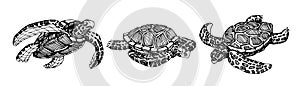 Set of swimming sea turtles in a shell with ornament, for logo or emblem