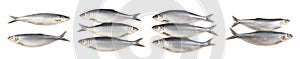 Set with tasty salted herrings on white background, top view. Banner design