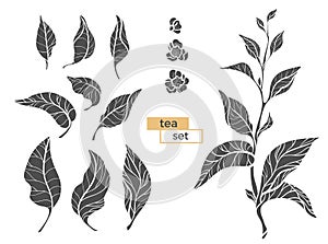 Set of tea bush branches. Vector black silhouette on white background