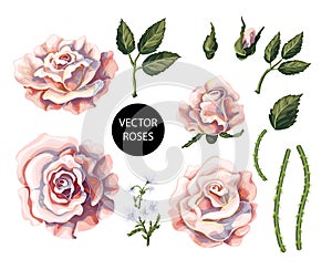 Set of tea roses, their buds and leaves isolated. Vector illustration.