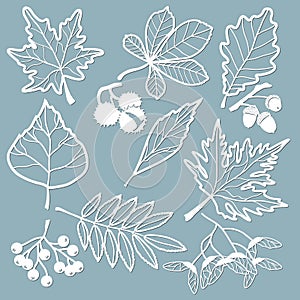 Set template for laser cutting and Plotter. Oak, maple, Rowan, chestnut, berries, acorn, seeds, birch, ash. Leaves for decoration