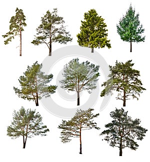 Set of ten coniferous trees isolated on white