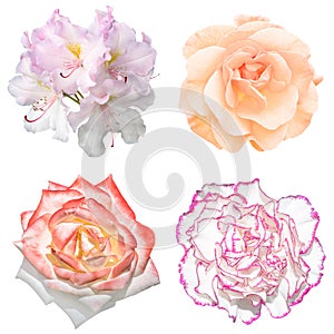 Set of 4 in 1 tender soft color flowers: pelargonium, roses and clove flower isolated