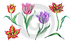 Set of terry tulip with stems and leaves, watercolor