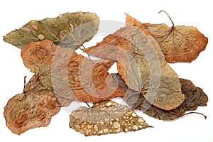 Set of texture of dry leaves