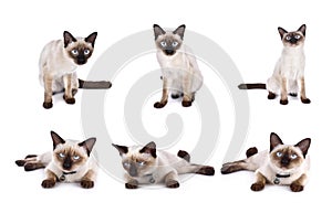 Set of thai cat is a traditional or old-style siamese cat.