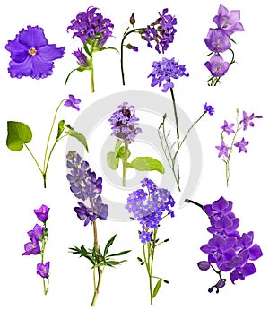 Set of thirteen lilac flowers isolated on white