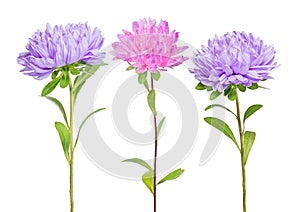Set of three aster flowers
