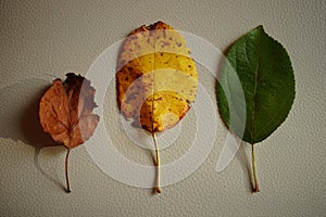 Set of three autumn leaves of different colors on a white table