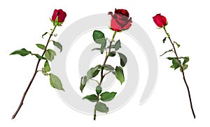 Set of three beautiful vivid red roses on long stems with green leaves isolated on white background.