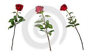 Set of three beautiful vivid red roses on long stems with green leaves isolated on white background.