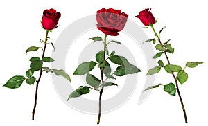 Set of three beautiful vivid red roses on long stems with green leaves isolated on white background. photo