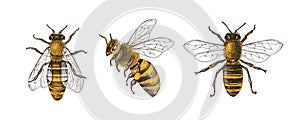 Set of three bees or honeybees