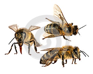 Set of three bees or honeybees in Latin Apis Mellifera