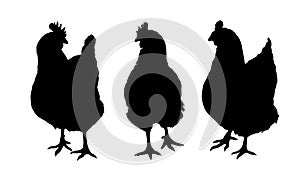 Set of three black silhouettes of hens and chickens pecking standing and walking on white background photo