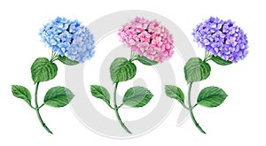 Set of three blue, pink and violet Hydrangea flowers