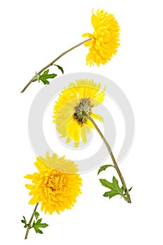 Set of three bright yellow chrysanthemums isolated on white bach