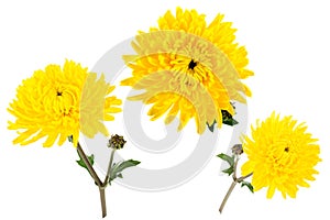 Set of three bright yellow chrysanthemums isolated on white bach