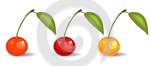A set of three cherries with cuttings and leaves of varying degrees of ripeness