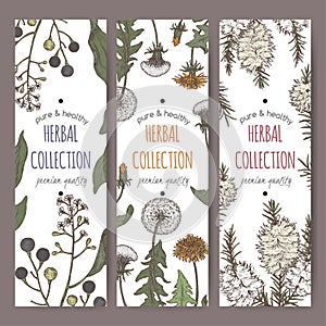 Set of three color labels with camphorwood or camphor laurel, Dandelion and tea tree sketch. Green apothecary series.