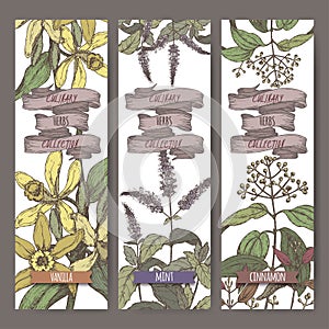 Set of three color vector banners with mint, vanilla, cinnamon sketch. Culinary herbs collection.