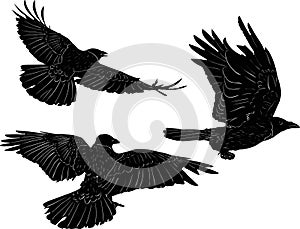 Set of three crows isolated on white