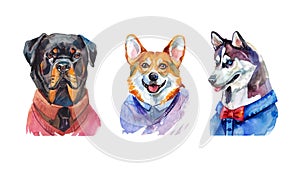 Set of three cute dogs in clothes.