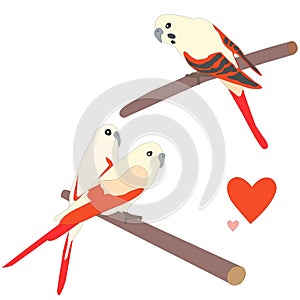 Set of three cute parrot birds sitting on branch