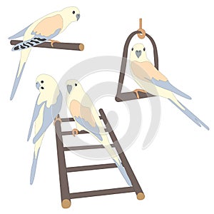 Set of three cute parrot birds sitting on branch and ladder