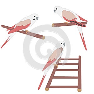 Set of three cute parrot birds sitting on branch and ladder