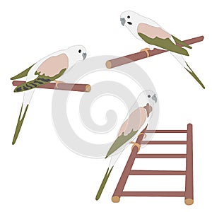 Set of three cute parrot birds sitting on branch and ladder