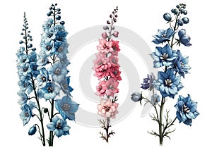 Set of three delphinium flowers, Vintage botanical