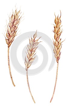 Set of three ears of wheat painted with watercolor. Isolated hand-drawn illustration. Bread baking, harvest concept.