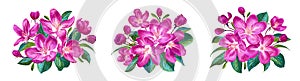 Set of three floral arrangements. Spring vector bouquet of pink sakura and cherry blossoms.